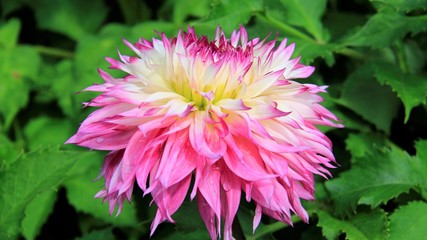 Obraz premium Bloom Of Pink Dahlia In Summer Garden 