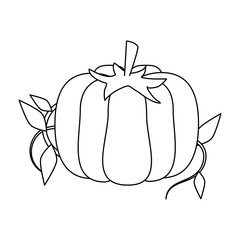 Fresh pumpkin vegetable