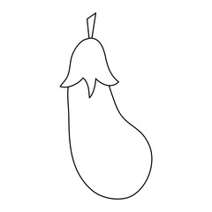 Fresh eggplant vegetable