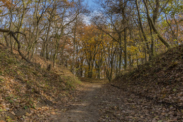 Fototapeta na wymiar Autumn forest path in sunny day