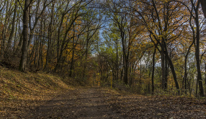 Autumn forest path in sunny day