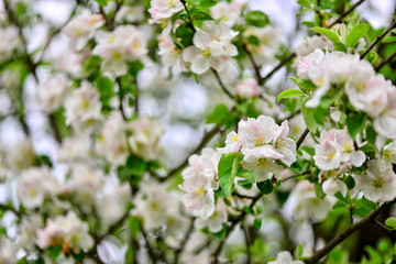 Fototapeta premium bloossom tree