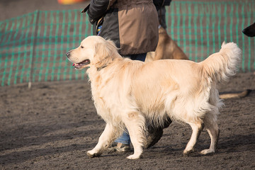 golden retrievers dog in obedience contest in belgium - 181943930