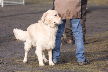 golden retrievers dog in obedience contest in belgium