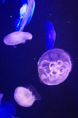 クラゲ