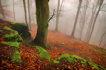 Autumn forest in the fog - 181944188