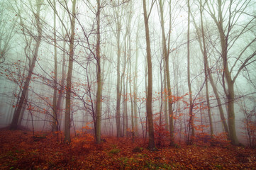Autumn forest in the fog - 181944352