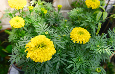 Close up of yellow Marigold