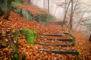 Old stairs of the forest path - 181944530