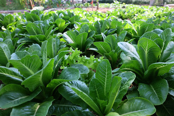 Vegetable garden in summer. Herbs, flowers . Eco friendly.