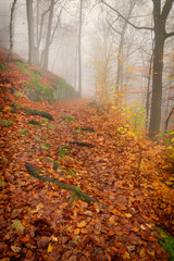 Forest path in the autumn forest - 181944711