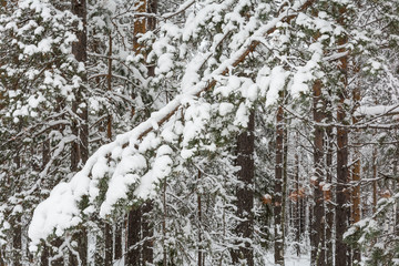 Branch of tree under snow
