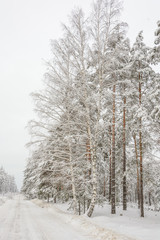 Obraz na płótnie Canvas Winter Forest, Grove, Trees in the snow