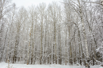 Winter Forest, Grove, Trees in the snow