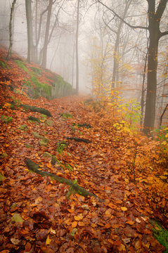 Forest path in the autumn forest