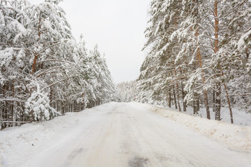 Winter Road, Trees, Snow Day