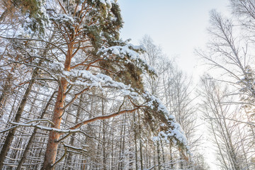 Winter Forest, Grove, Trees in the snow, Branches in the snow