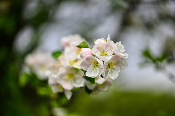 blossoming tree