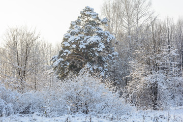 Winter Forest, Grove, Trees in the snow