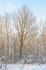 Winter Forest, Grove, Trees in the snow