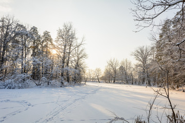 Winter Forest, Grove, Trees in the snow, Frozen River