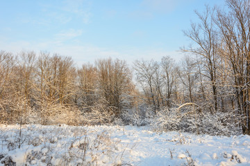 Winter Forest, Grove, Trees in the snow