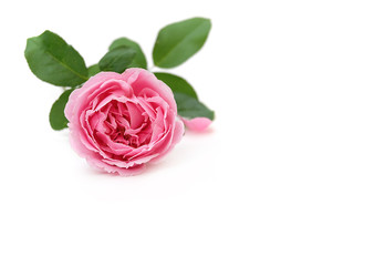 Pink rose petals isolated on white background for valentines day