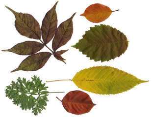 Set of autumn leaves (elder, wormwood, cherry, elm) for herbarium, scrapbooking, floristry,  etc. Isolated on White. High Detail.