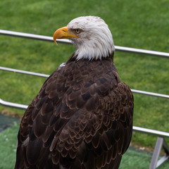 Portrait of an American Bald Eagle inside Soccer Stadium