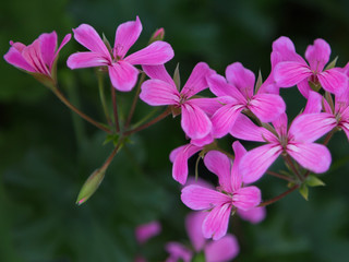 Fototapeta na wymiar Viola Flowers in a Garden, Flowering Plants