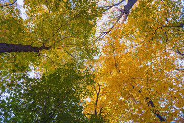 Colorful tree tops looking up