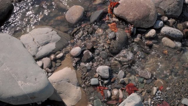 Close up of red maple leaves and big and small rocks in fast water stream. 4K.