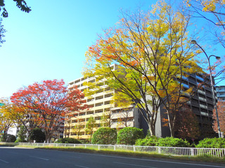 紅葉　新横浜　神奈川県横浜市港北区の風景　日本
