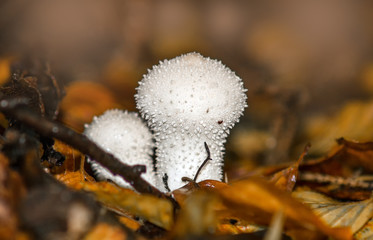 Weißes Pilzpaar im Herbstlaub