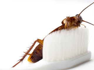 Cockroaches stick on the tip of a white toothbrush. Cockroaches are carriers of the disease.