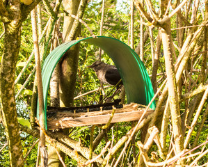A common black bird stands outside a feeding station in a garden.