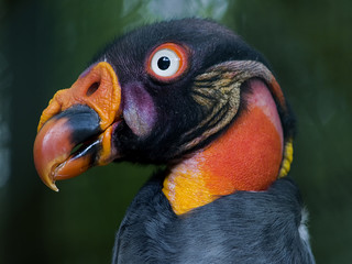 königsgeier