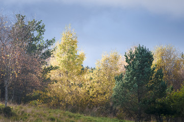Autumn Trees / Trees illuminated in the Scottish autumnal sunshine.