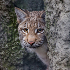 Naklejka na ściany i meble Baby lynx. Lynx live in dense forests, in the taiga, steppe and tundra. The lynx is perfectly able to climb trees and rocks, floats well.