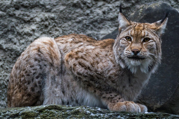 Lynx live in dense forests, in the taiga, steppe and tundra. The lynx is perfectly able to climb...