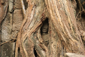 Temple d'angkor et fromagier