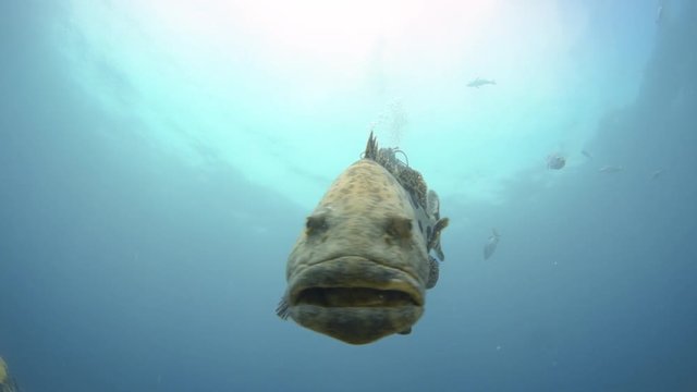 A close up shot of a giant potato cod that is surrounded by scuba divers.