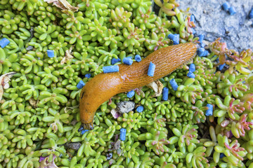 slug with slug pellet