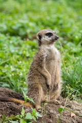 Meerkat or suricate (Suricata suricatta), small carnivoran belonging to the mongoose family (Herpestidae)