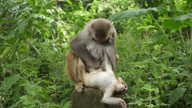 A female monkey with a cub in the wild jungles of Asia