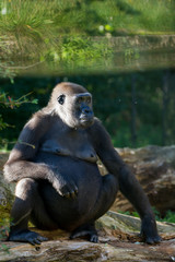 Big black gorilla sits on the grass