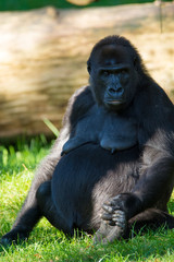 Big black gorilla sits on the grass