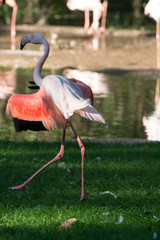 Pink flamingo birds on green grass