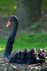 Black swan (Cygnus atratus) bird sitting on the nest.