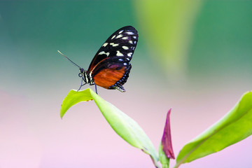 Beautiful black red tiger longwing butterfly